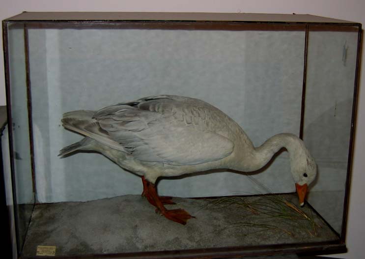 White Fronted Goose (R Ward).JPG